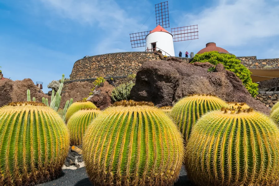 Paysage volcanique avec cactus et moulin à vent traditionnel à Lanzarote.