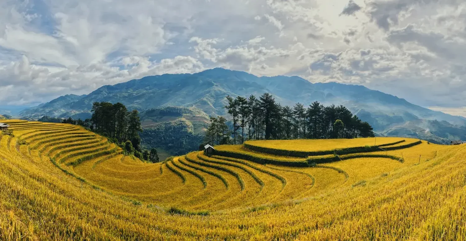 Rizières en terrasses vertes à Mu Cang Chai