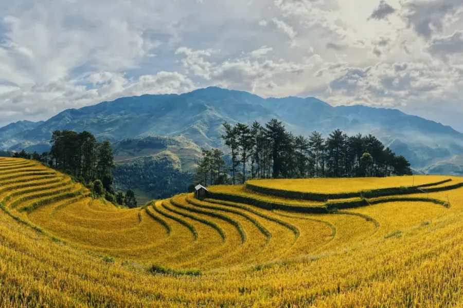 Rizières en terrasses vertes à Mu Cang Chai