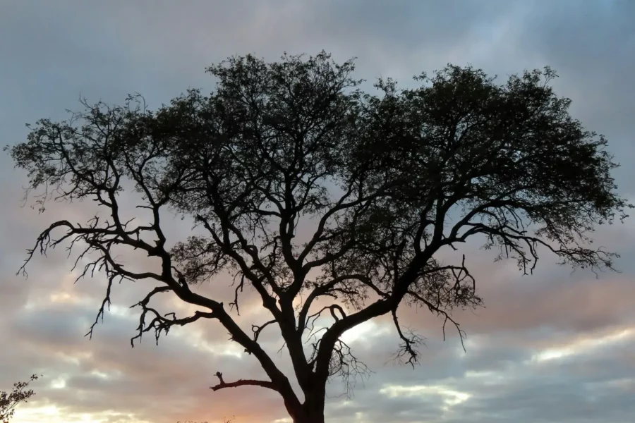 Arbre au milieu de la savane du parc Kruger, Afrique du Sud