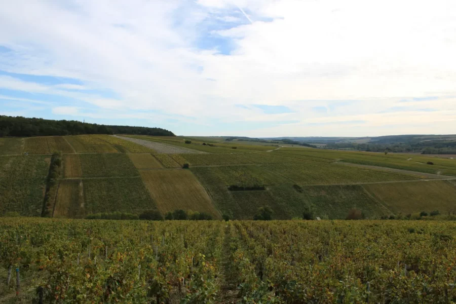 Belle campagne avec des vignes à Chablis, France