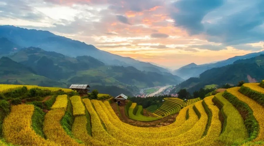 Champs de rizières au Vietnam, avec des paysans en train de travailler et des montagnes en arrière-plan.