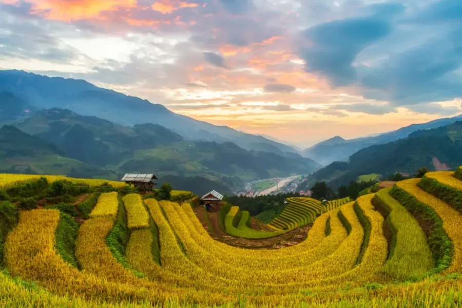 Champs de rizières au Vietnam, avec des paysans en train de travailler et des montagnes en arrière-plan.