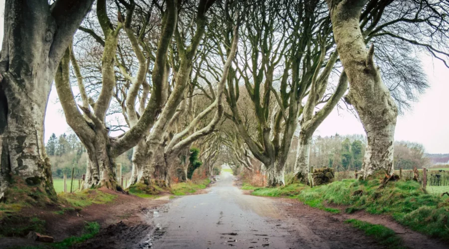 Les Dark Hedges mystiques, Irlande du Nord
