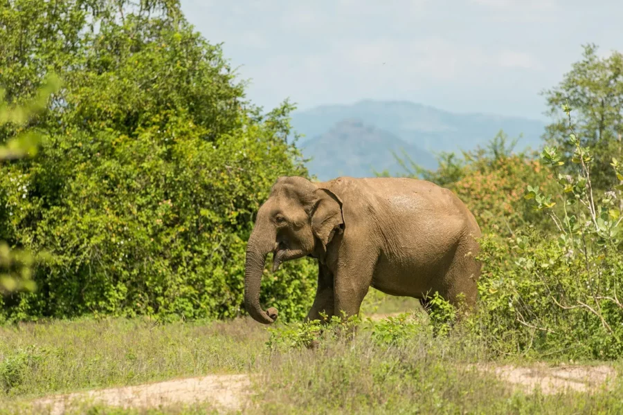 Éléphant au parc national d'Udawalawe, Sri Lanka