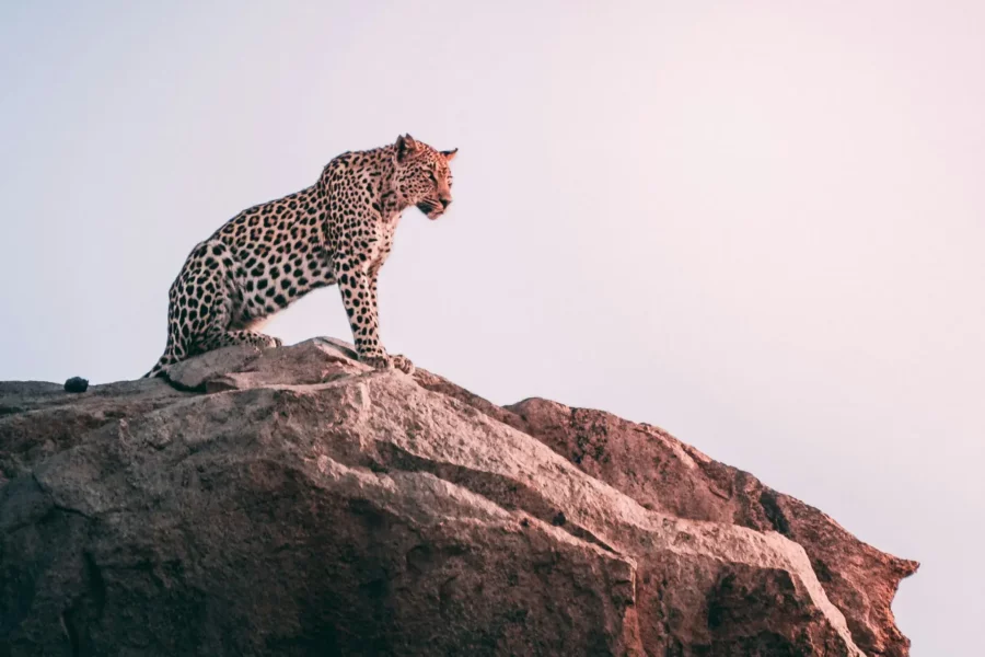 Léopard sur un rocher dans le parc Kruger, Afrique du Sud