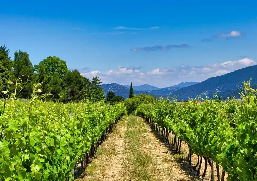 Les vignes dans la Drôme, France