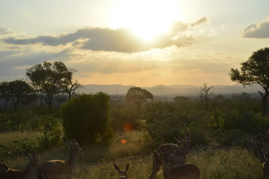 Paysage merveilleux du parc Kruger, Afrique du Sud