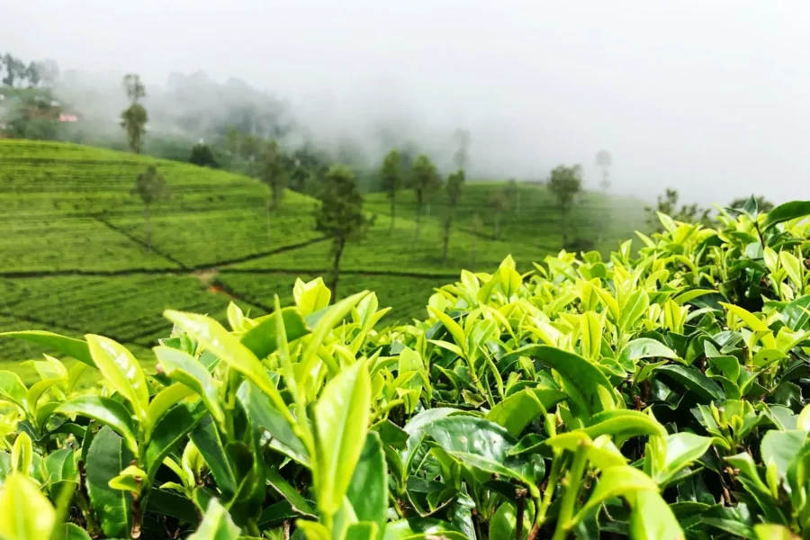 Plantation de thé de Lipton's Seat, Sri Lanka