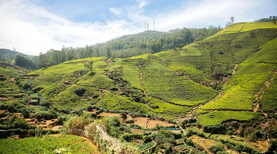 Plantation de thé de Nuwara Eliya, Sri Lanka