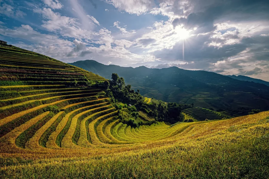 Rizières en terrasses de Mu Cang Chai au Vietnam, avec des collines verdoyantes et des montagnes en arrière-plan.