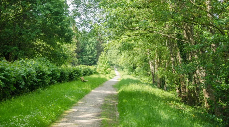 Sentier dans la forêt vers Auxerre, France