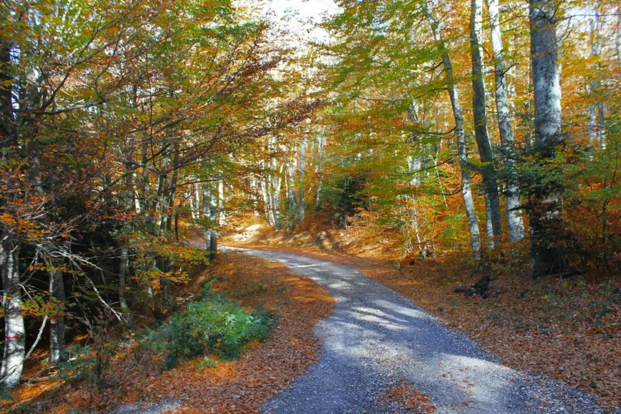 Sentier de forêt en Drôme, France