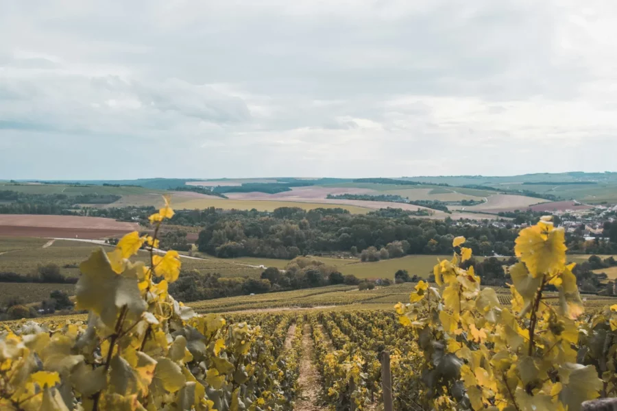 Vignobles de Chablis, France
