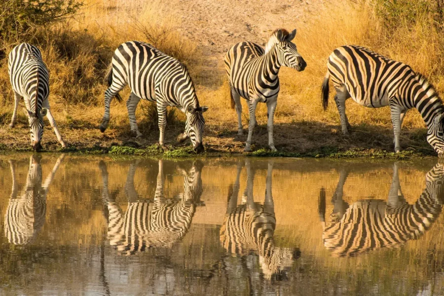 Zèbre dans le parc Kruger, Afrique du Sud