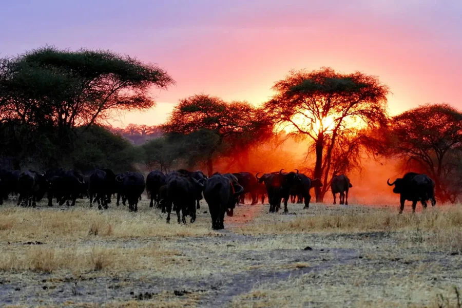 Buffles dans le parc national d'Arusha au coucher du soleil, Tanzanie