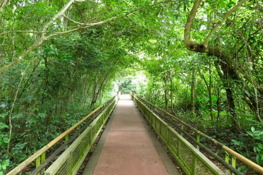 Chemin entouré de végétation à Iguazu Falls, Argentine