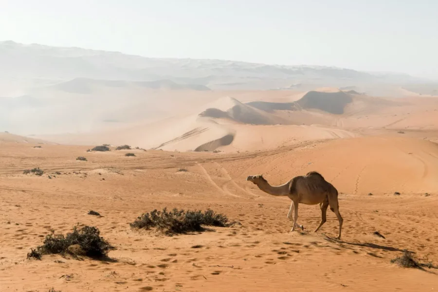 Le désert de Wahiba à Oman