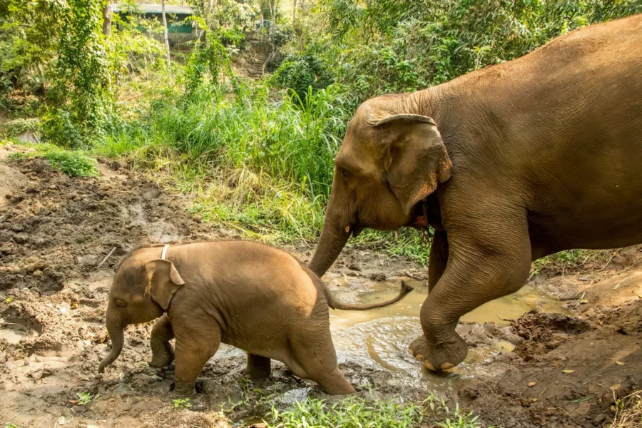 Famille d'Éléphants à Chiang Mai, Thaïlande