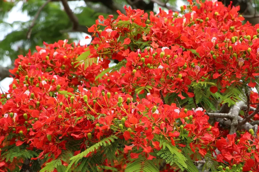 Fleurs rouges à La Réunion