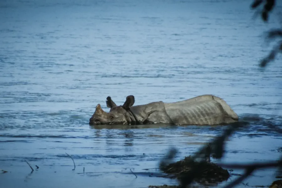 Hippopotame dans l'eau à Chitwan, Népal
