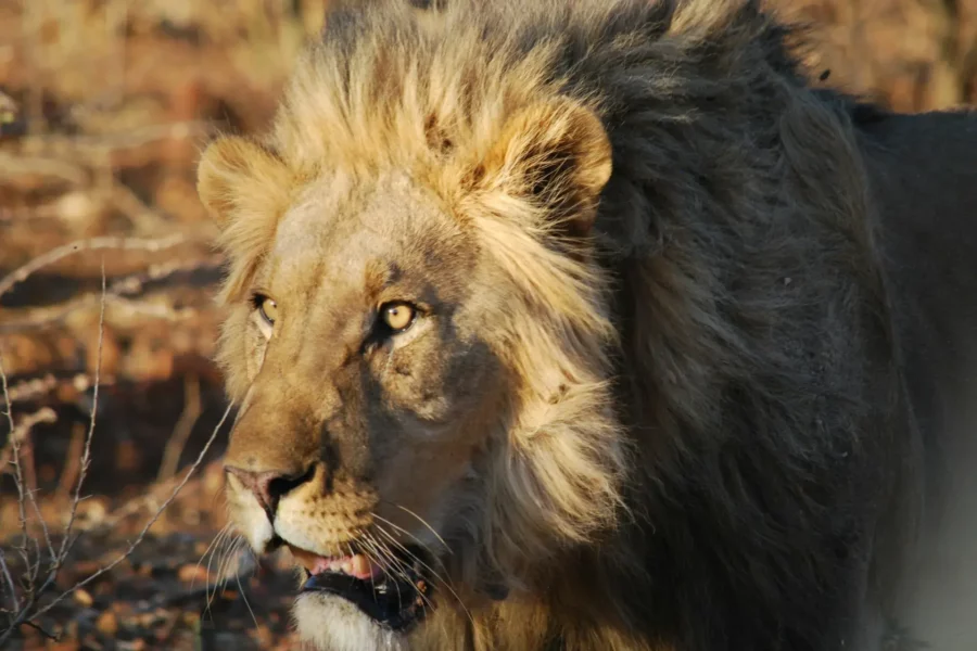 Lion, réserve naturelle d'Otjiwarongo, Namibie