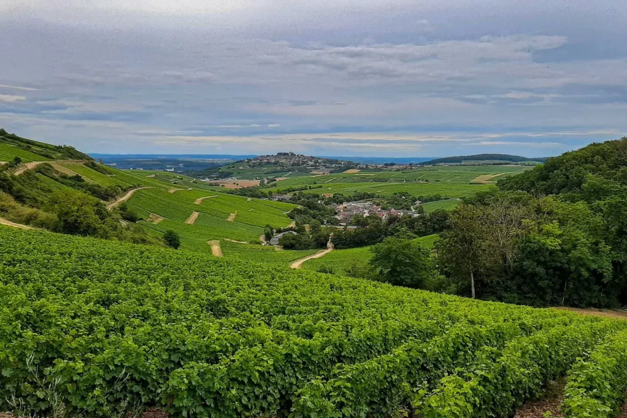 Panorama de vignoble à Sancerre, France