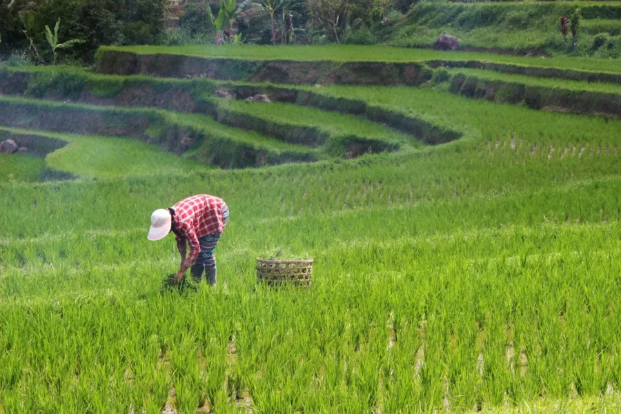 Récolte dans les champs de riz de Jatiluwih, Bali