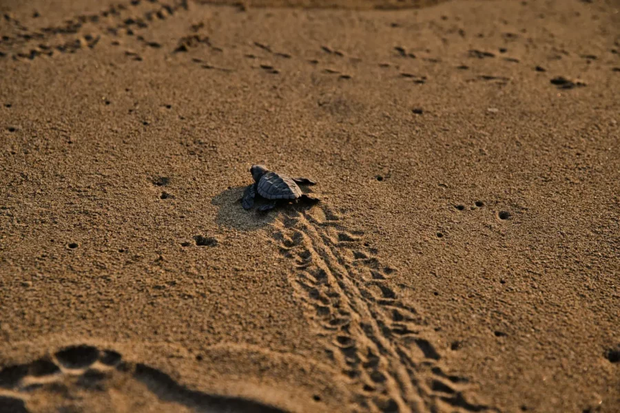 Petite tortue rejoignant l'eau à Tortuguero, Costa Rica