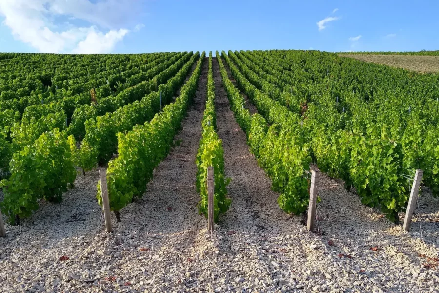 Rangs de vignes à Sancerre, France