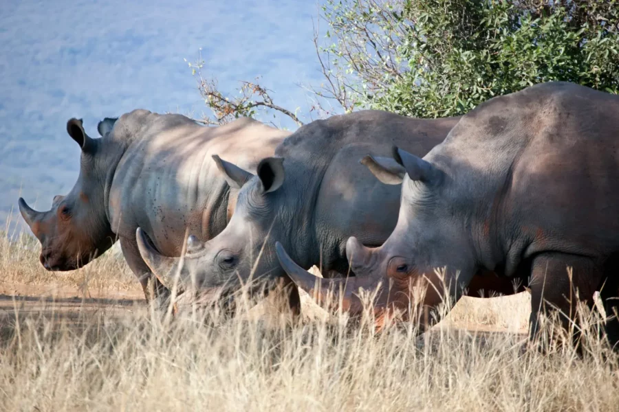 Rhinocéros dans le parc national de Hluhluwe, Afrique du Sud