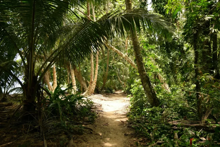 Sentier de la forêt tropicale à Tortuguero, Costa Rica