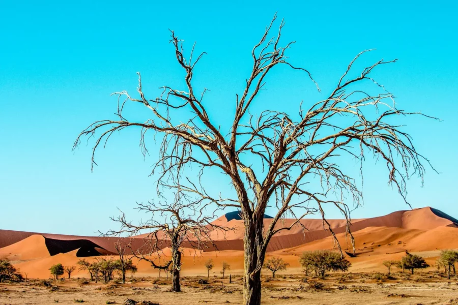 Dunes de sable rouge de Sossusvlei dans le désert de Namibie