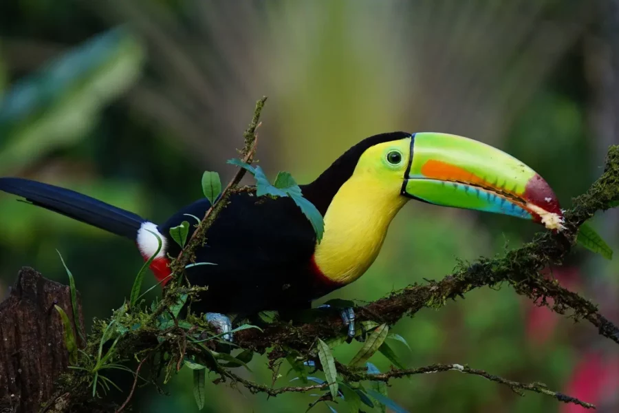 Toucan à carène, Costa Rica