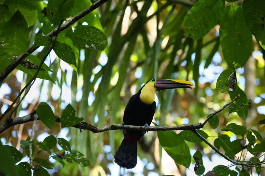 Toucan à Manuel Antonio Parc, Costa Rica