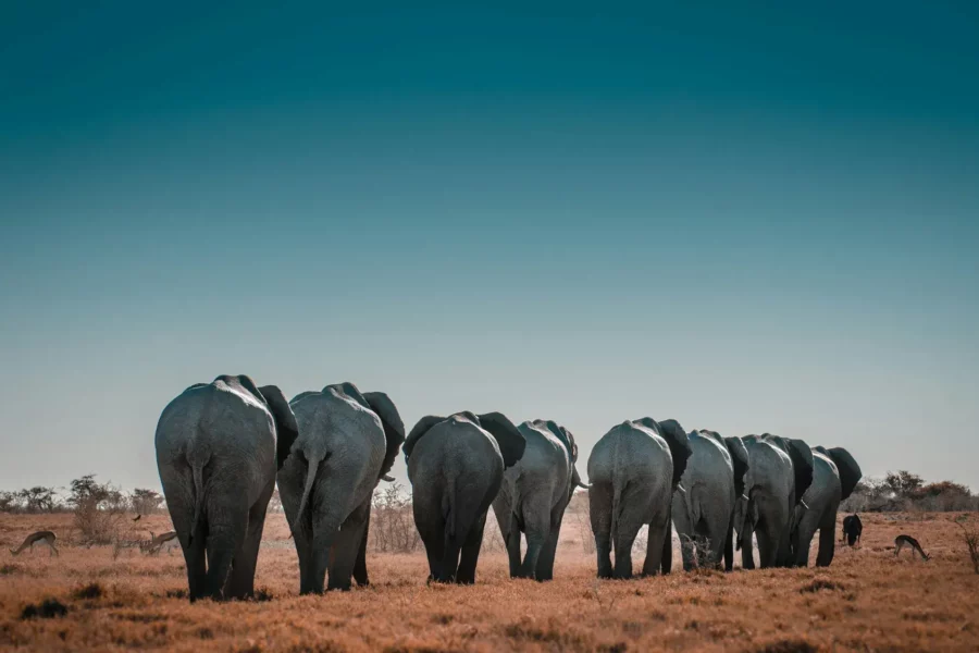 Troupeau d'éléphants, parc national d'Etosha, Namibie