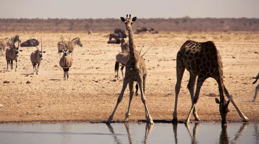 Troupeaux d'animaux, parc national d'Etosha, Namibie