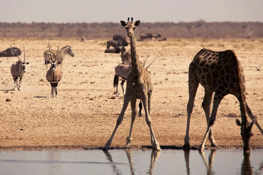Troupeaux d'animaux, parc national d'Etosha, Namibie