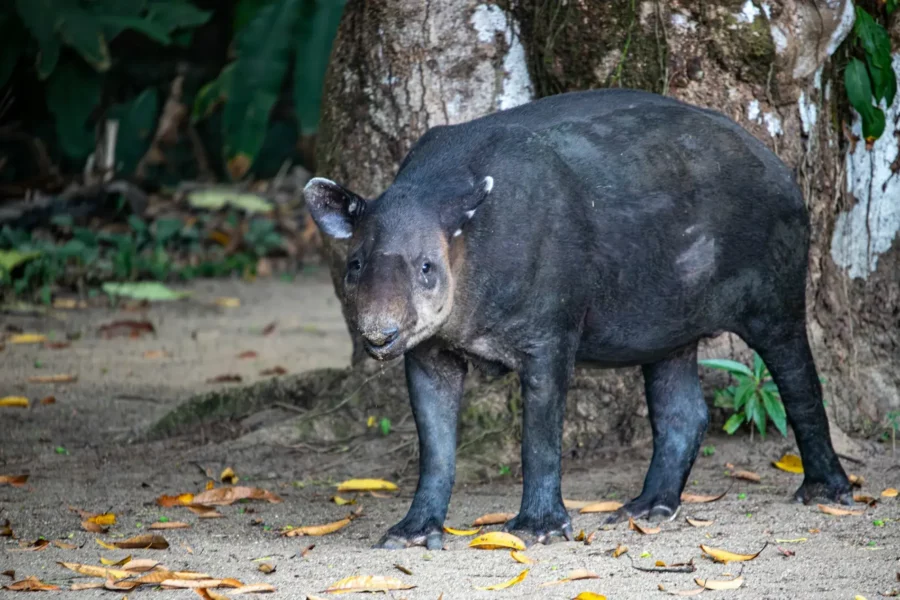 Un tapir de Baird à Bahia Drake, Costa Rica