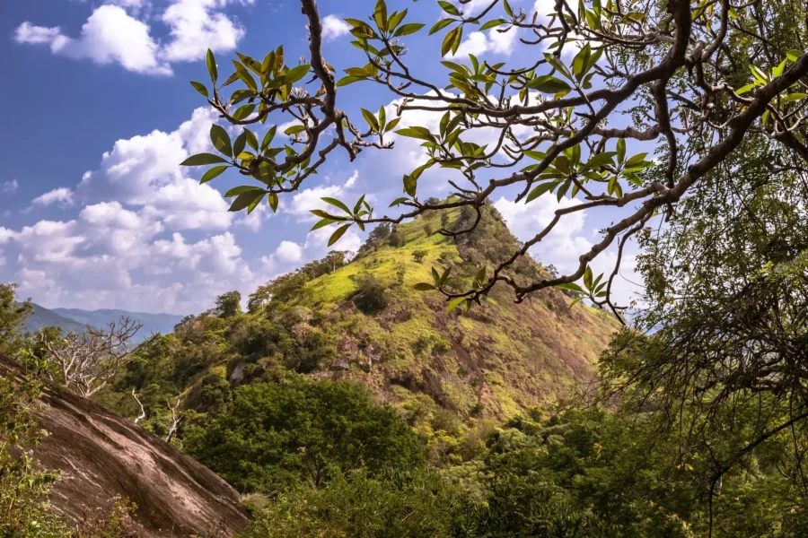 Vallée verdoyante de Dambulla, Sri Lanka