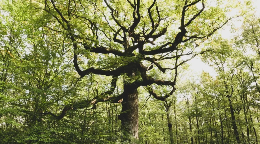 Chêne rouvre, Forêt de Brocéliande, Bretagne, France