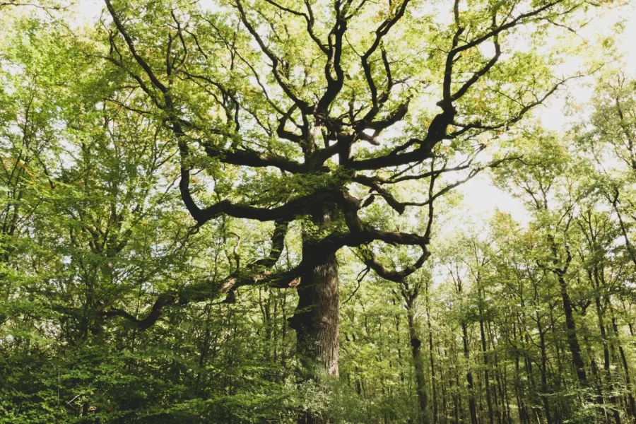 Chêne rouvre, Forêt de Brocéliande, Bretagne, France