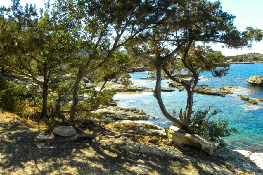 Végétation bordant l'eau à Akamas, Chypre