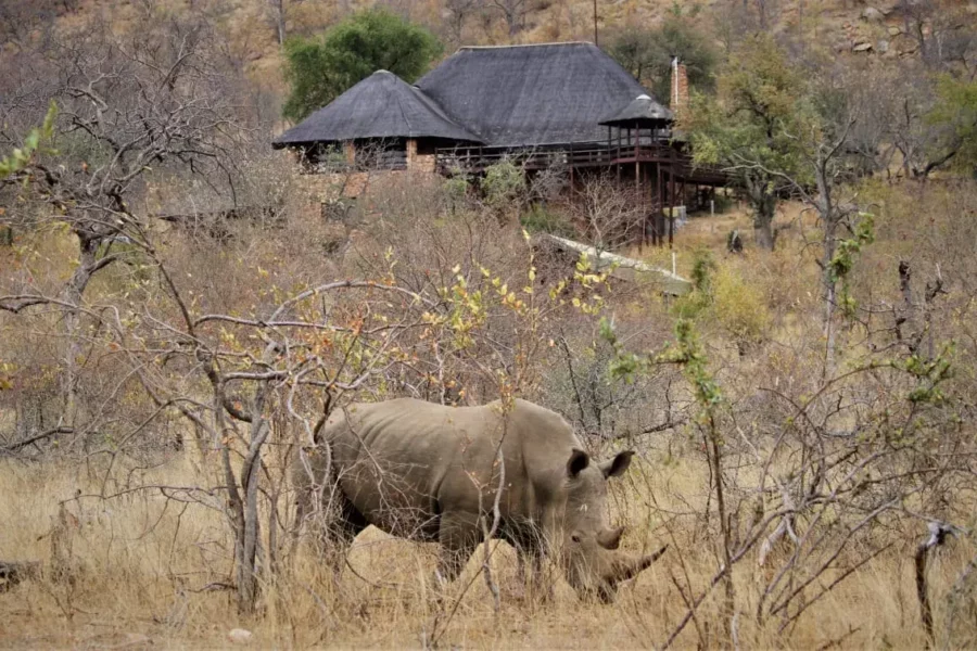 Un rhino devant le lodge