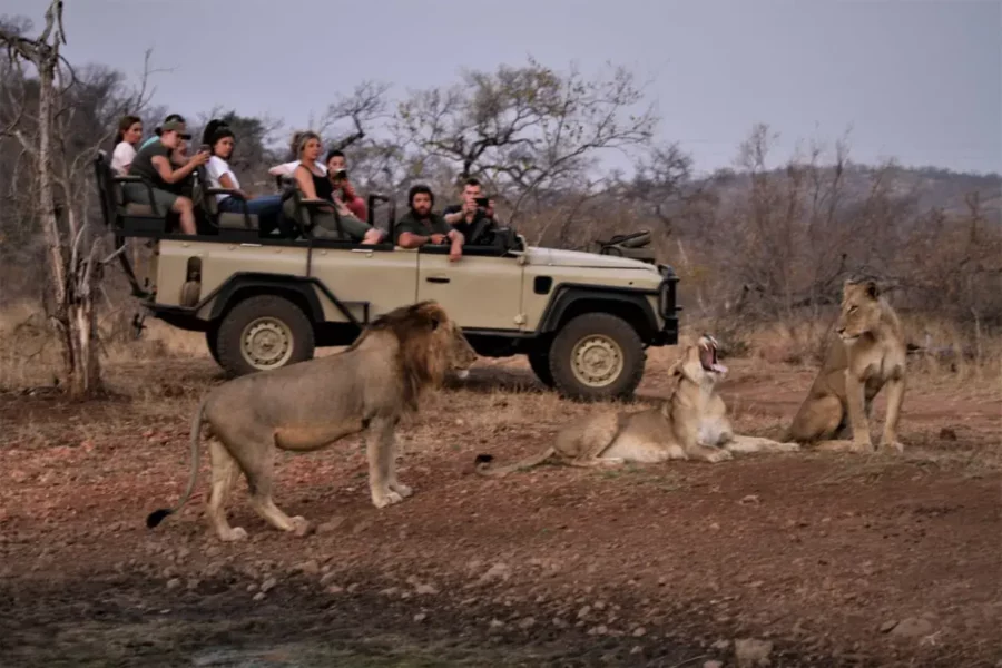 Découverte des Lion pendant le safari