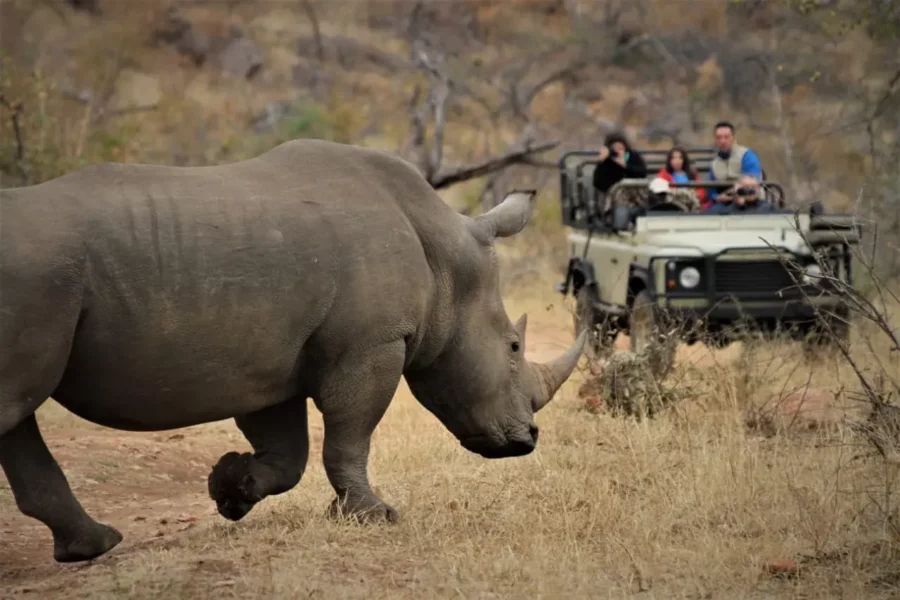 Un rhino se promenant dans le parc