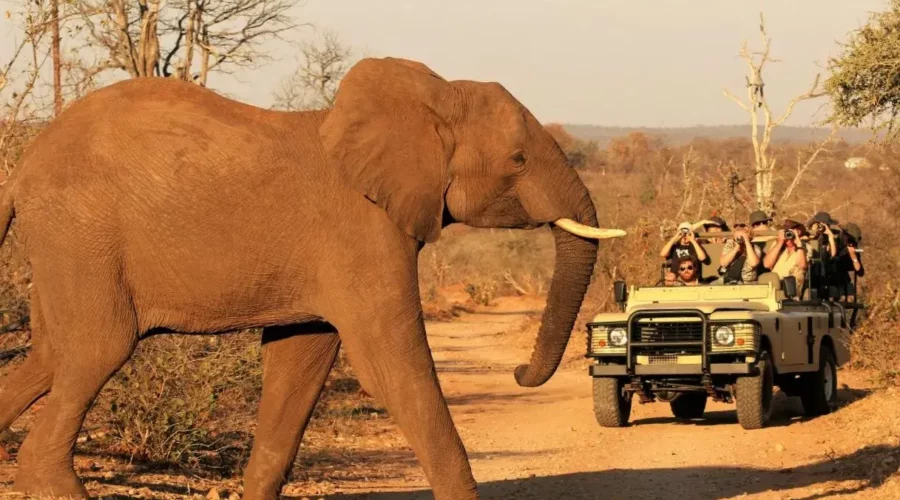 Eléphant traversant le chemin