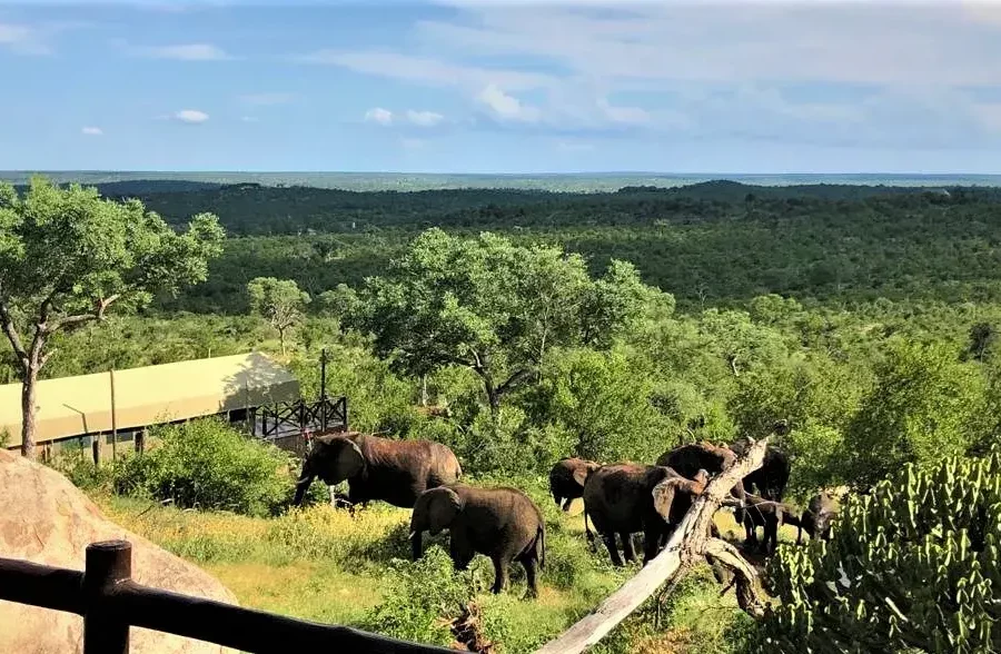 Des éléphants devant le lodge et les tentes