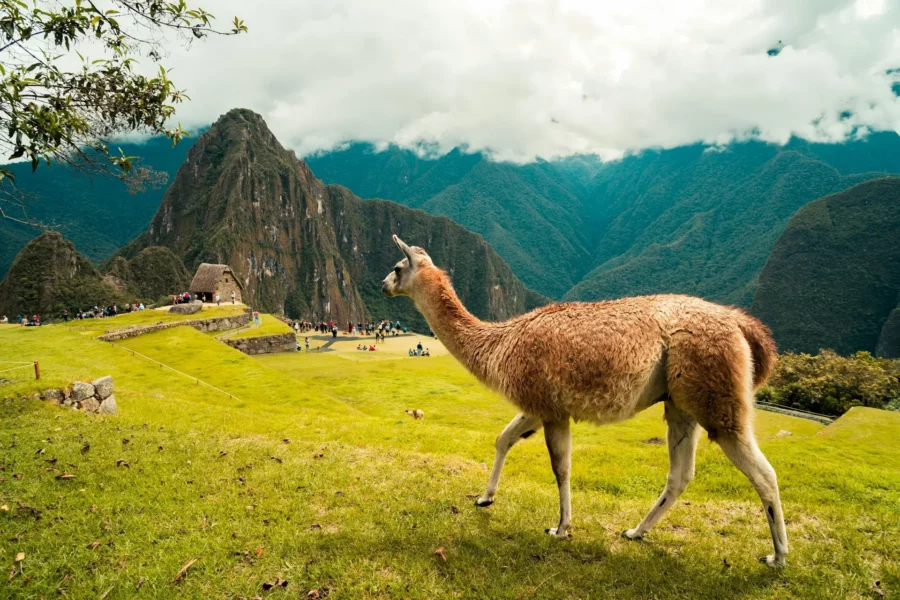 Un lama à Machu Picchu, Pérou