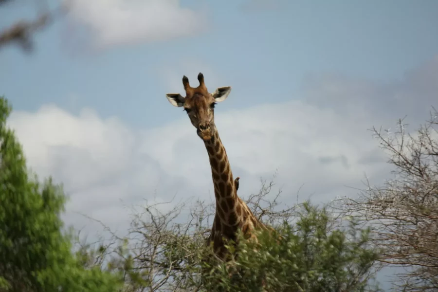 Girafe au Parc Hluhluwe-Imfolozi, Afrique du Sud